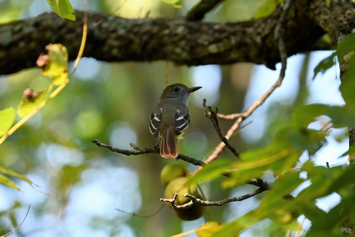 Great Crested Flycatcher - ML641091985
