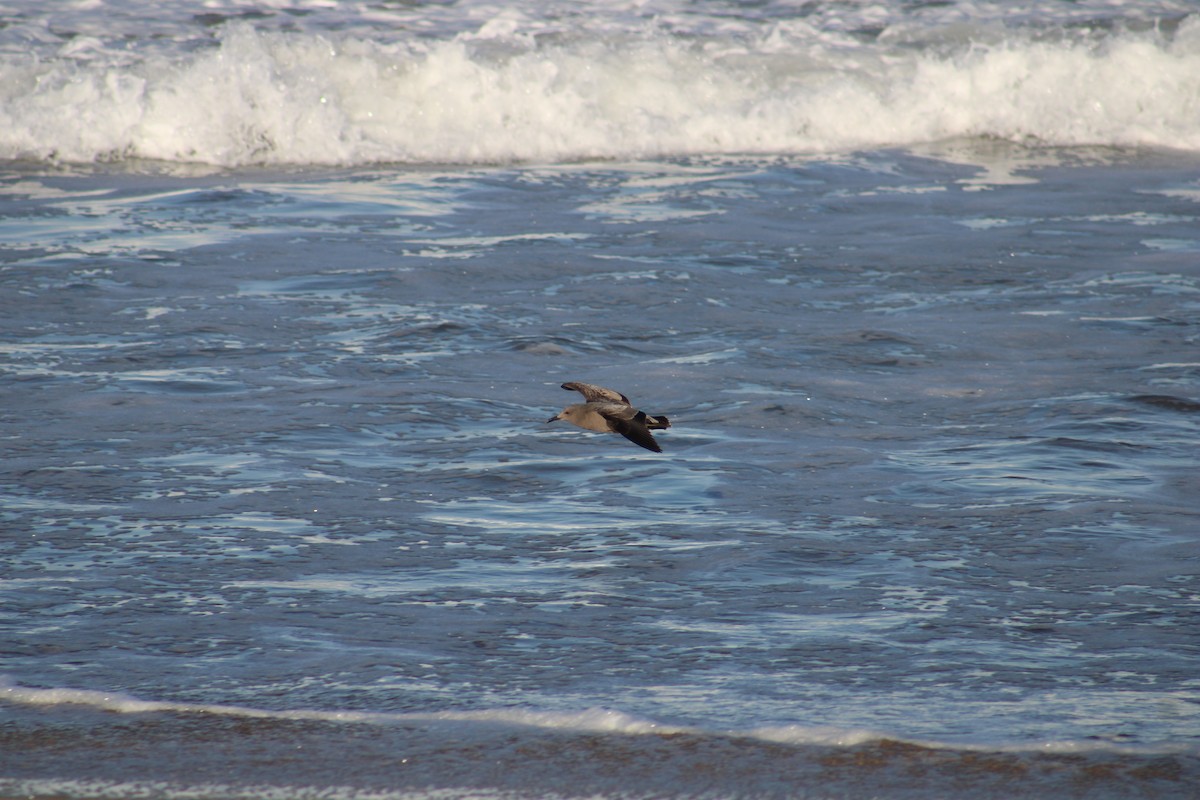 Gray Gull - ML641092019