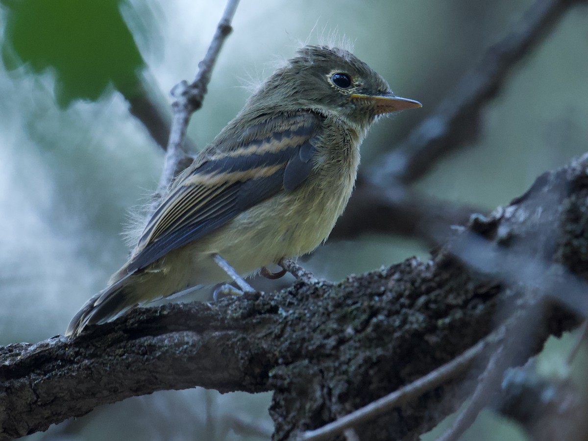 Western Flycatcher (Cordilleran) - ML641092030