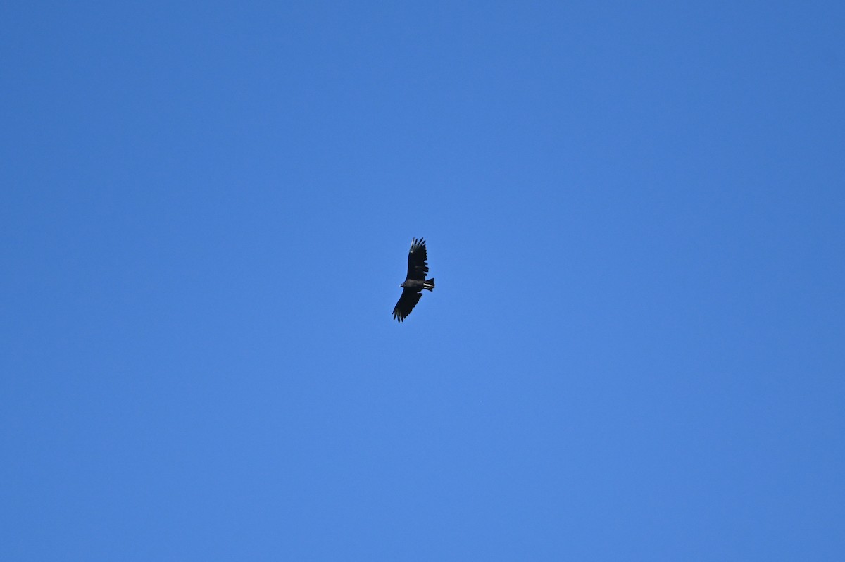Black Vulture - ML641092036