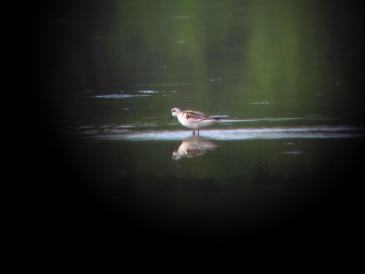 lyskonoh úzkozobý - ML641092038