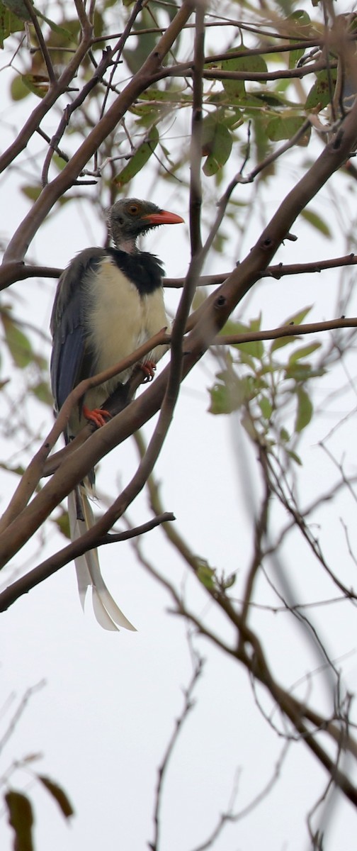 Red-billed Blue-Magpie - ML641092060