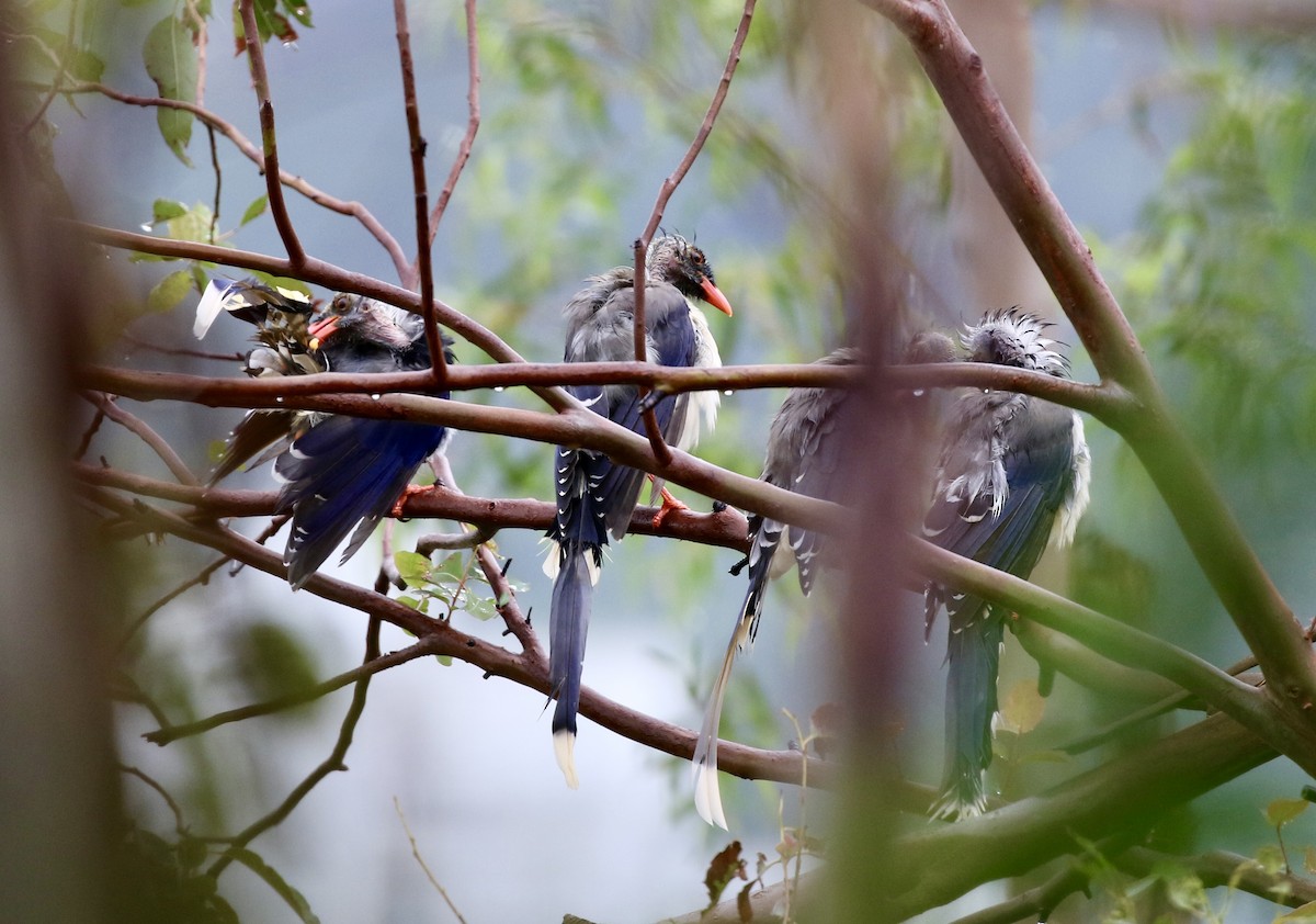 Red-billed Blue-Magpie - ML641092061