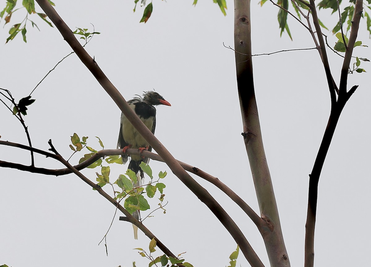 Red-billed Blue-Magpie - ML641092062