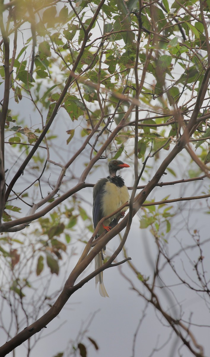 Red-billed Blue-Magpie - ML641092063