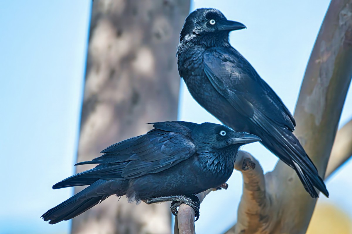 Little Raven - ML641092078