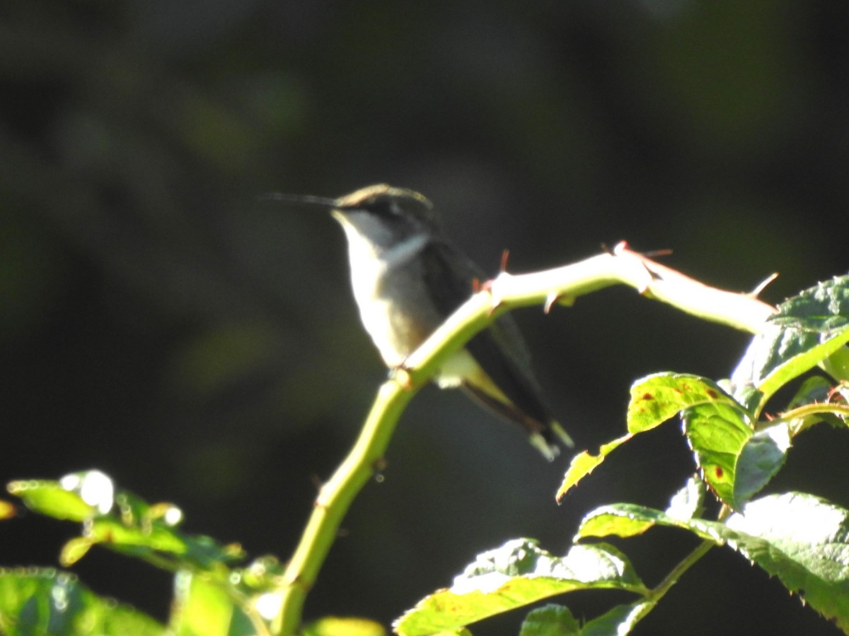 Ruby-throated Hummingbird - ML641092082