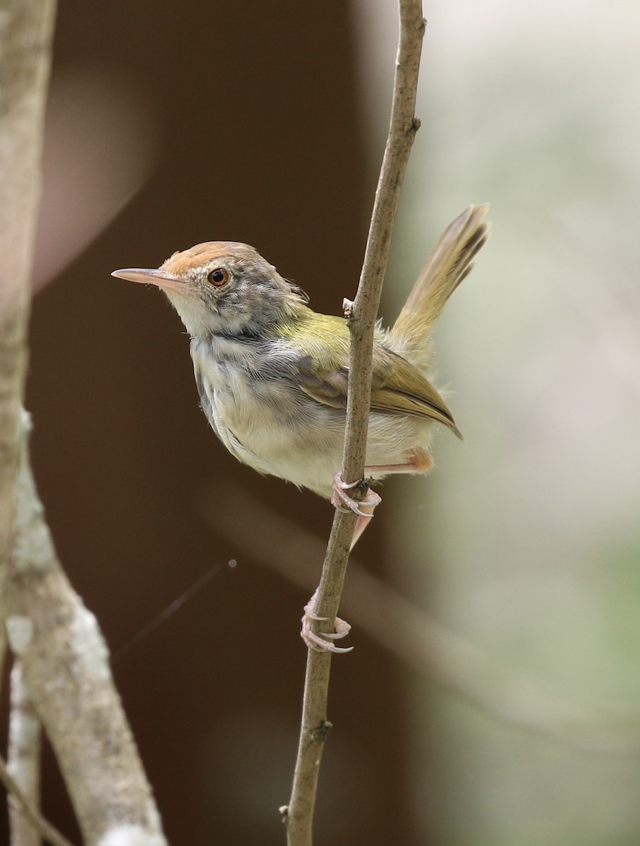 Common Tailorbird - ML641092094