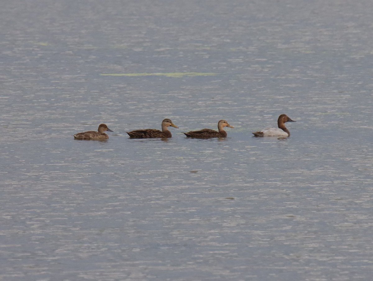 Mottled Duck - ML641092102