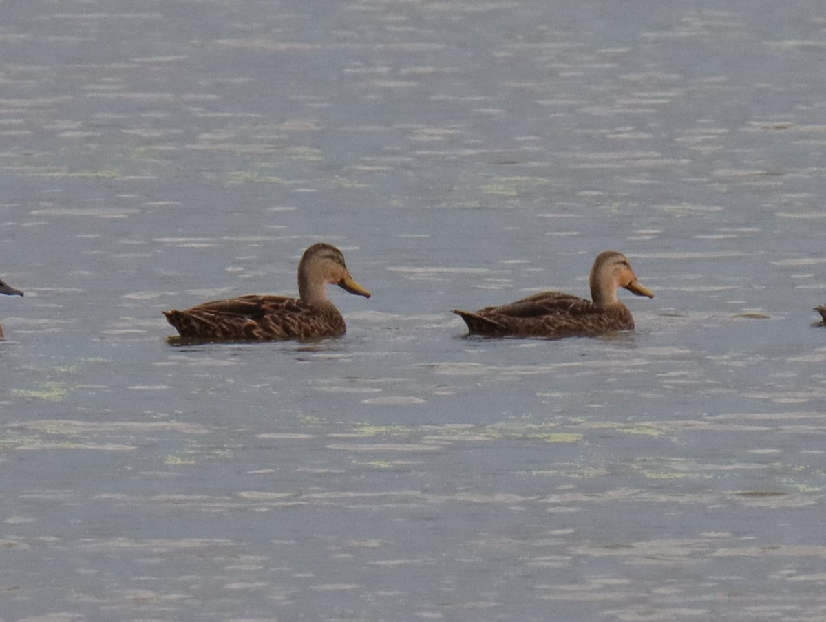 Mottled Duck - ML641092104