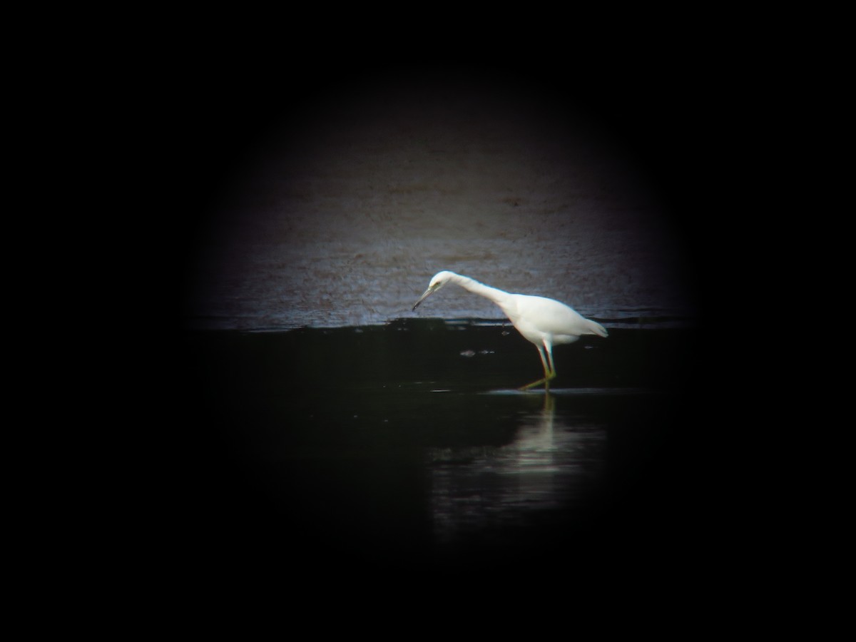 volavka modrošedá - ML641092114