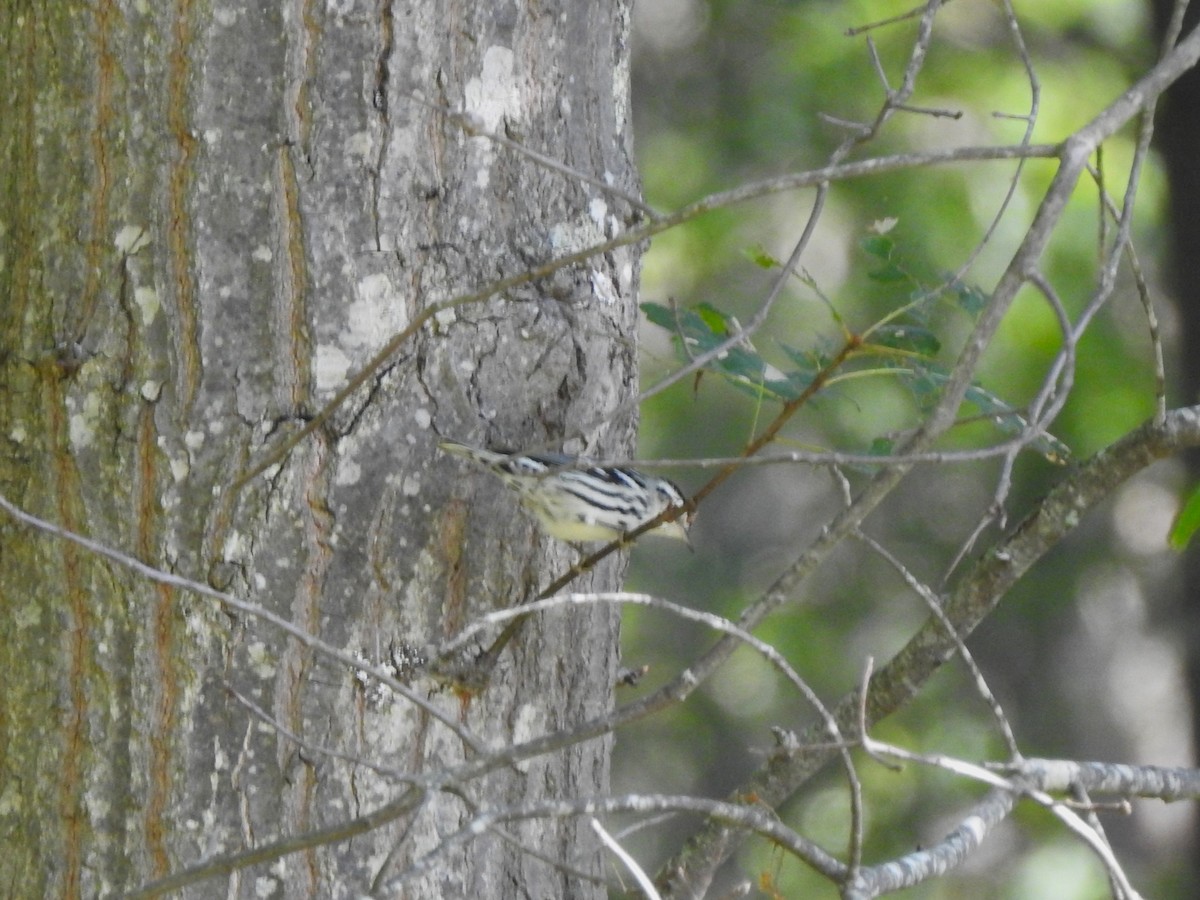 Black-and-white Warbler - ML641092117