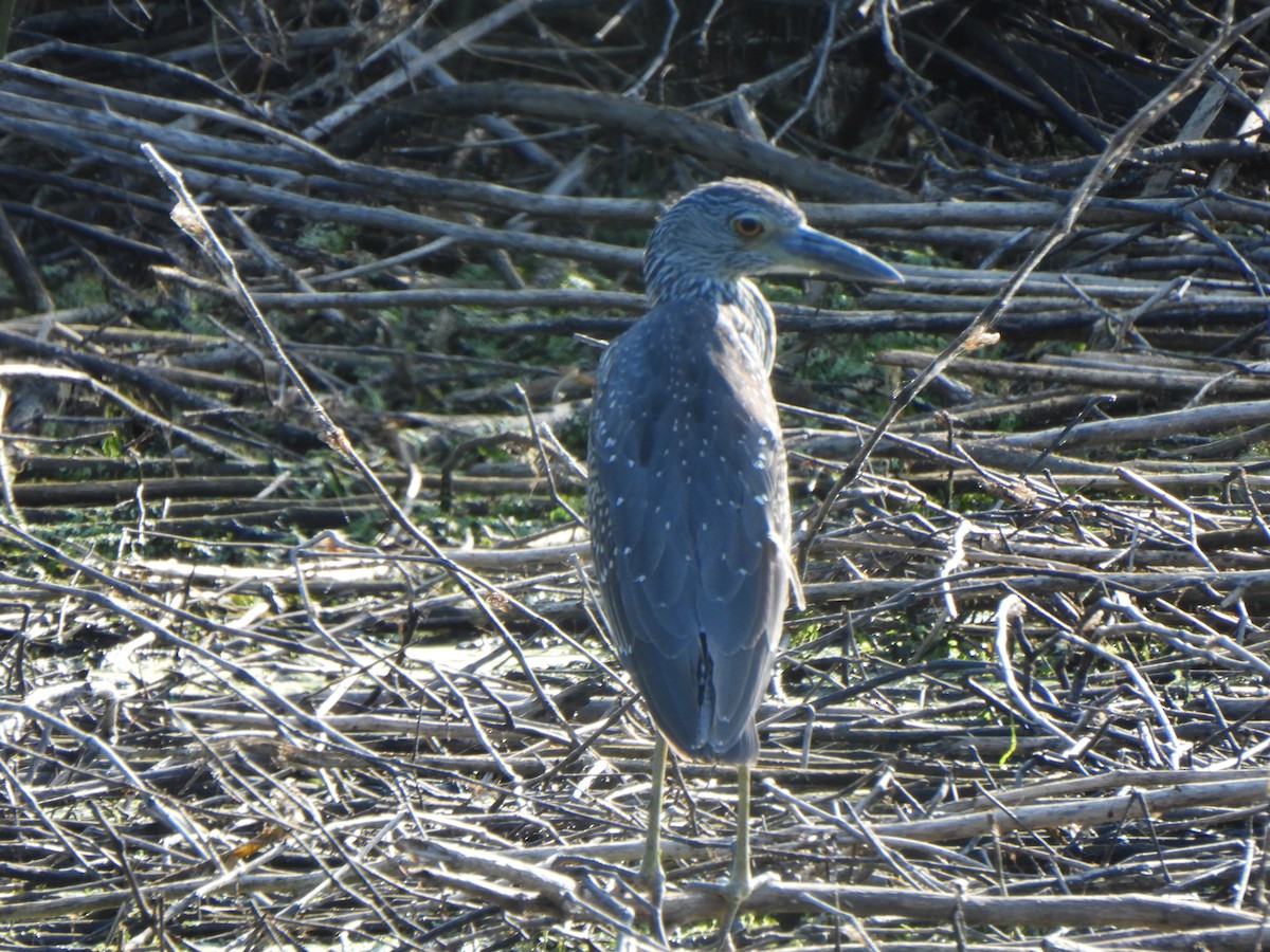 Yellow-crowned Night Heron - ML641092135