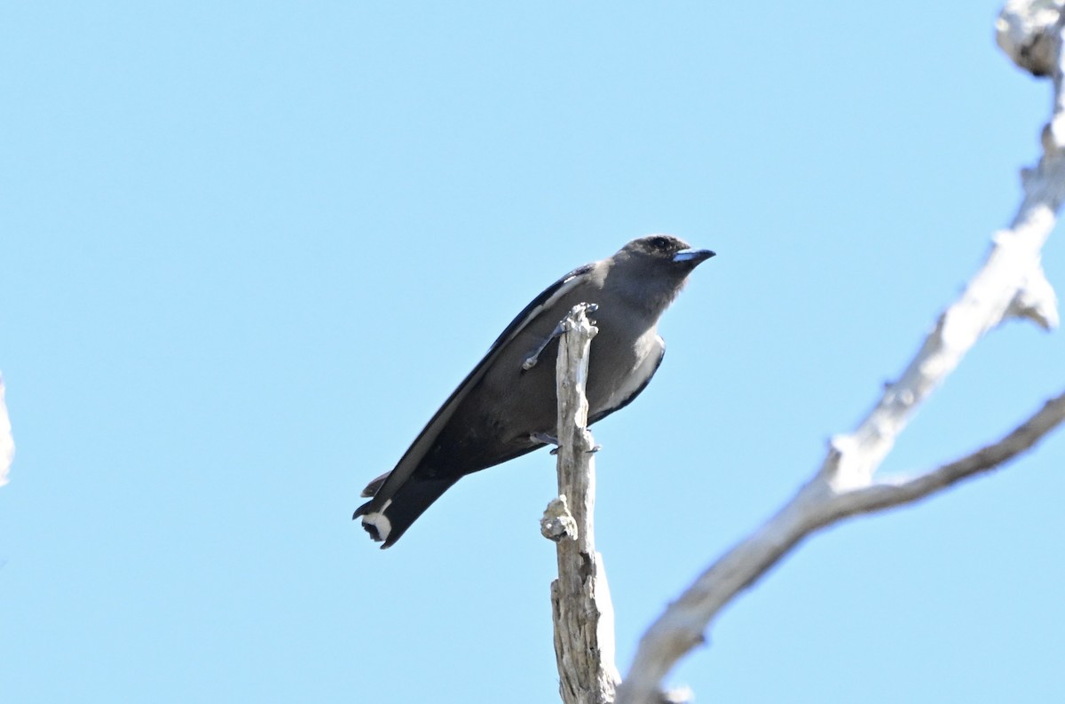 Dusky Woodswallow - ML641092137