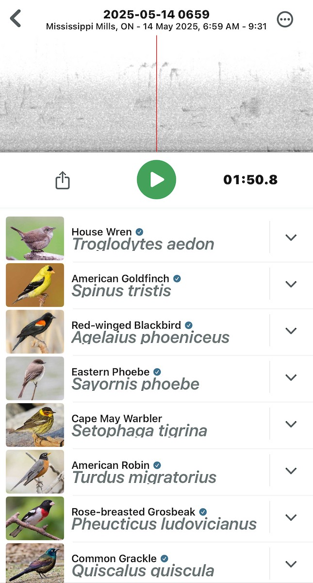 Cape May Warbler - ML641092145