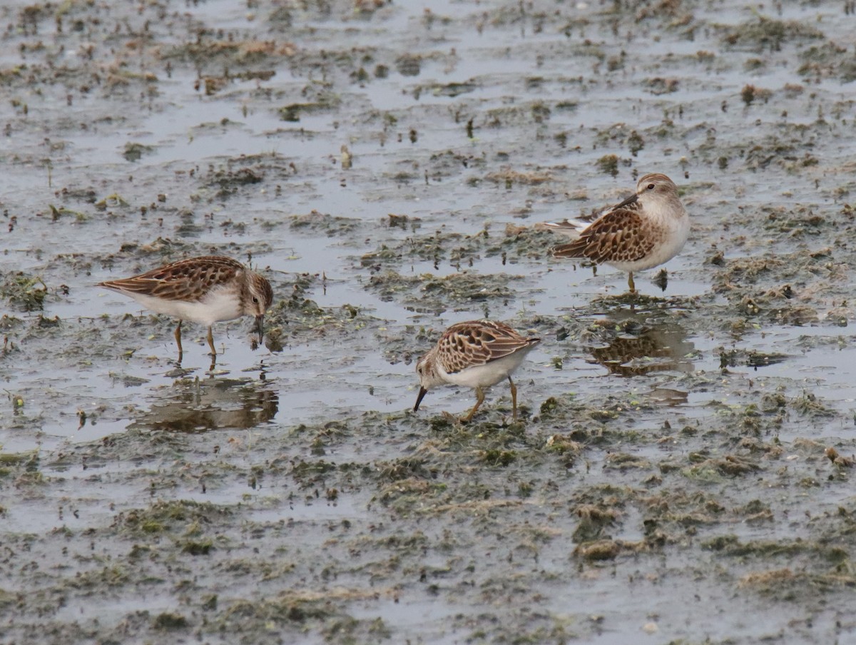 Least Sandpiper - ML641092146