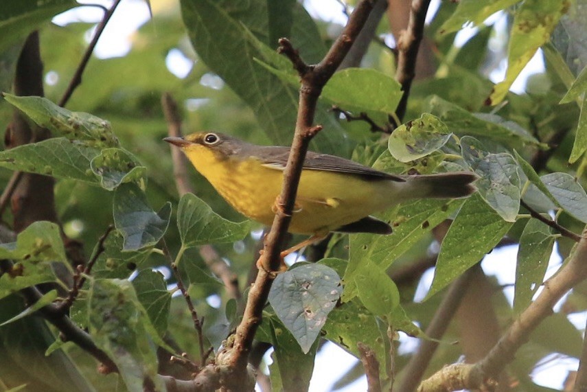 Canada Warbler - ML641092153