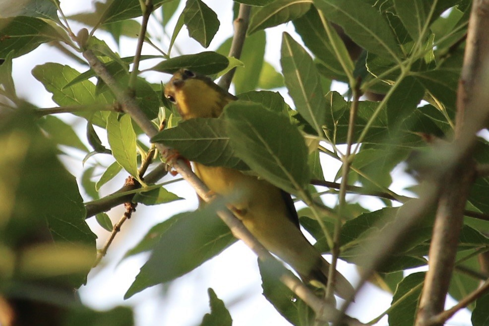 Canada Warbler - ML641092154