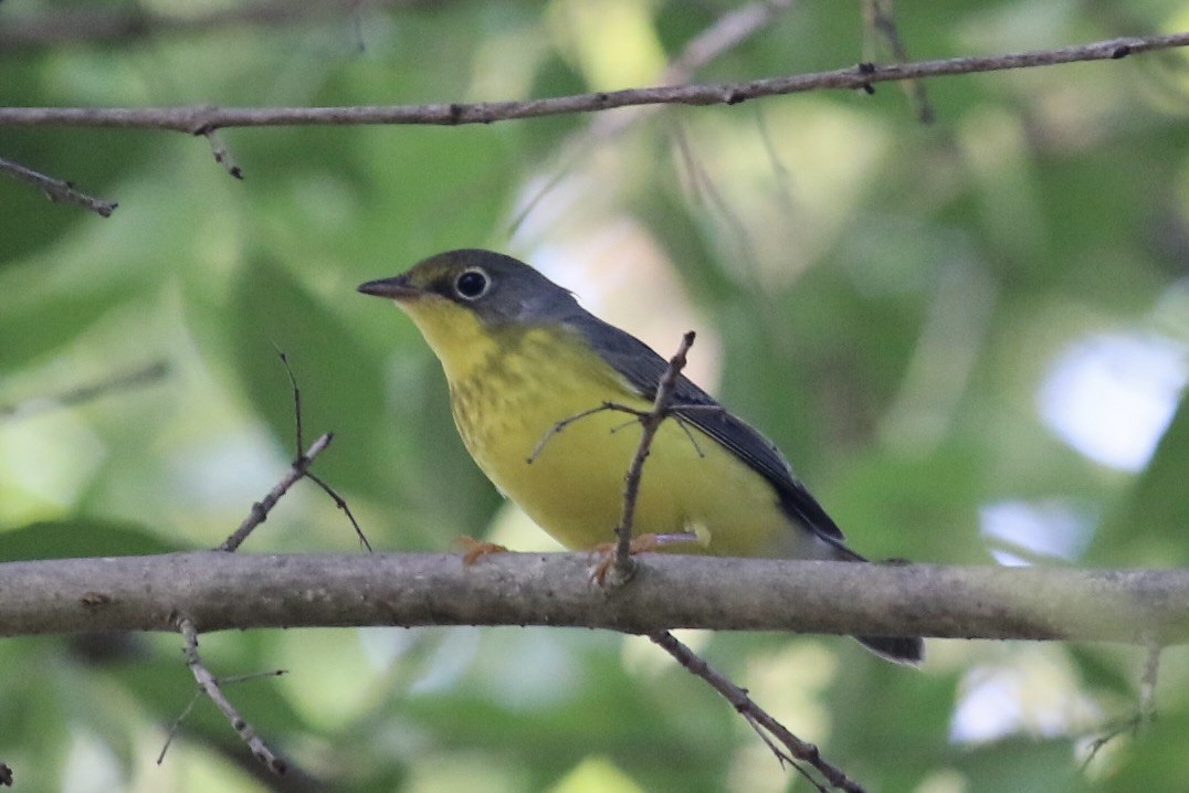Canada Warbler - ML641092155