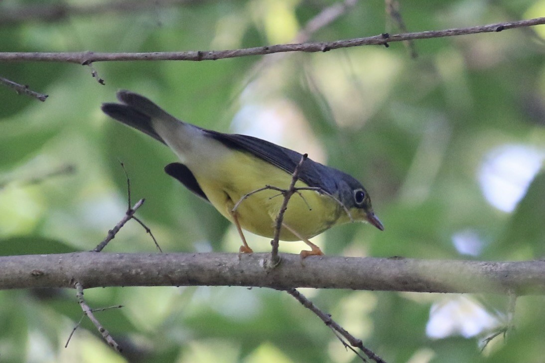 Canada Warbler - ML641092156