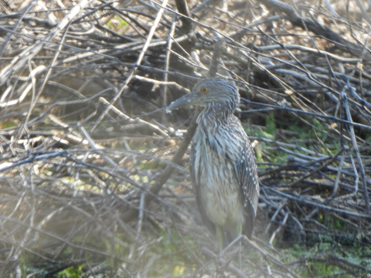 Yellow-crowned Night Heron - ML641092159