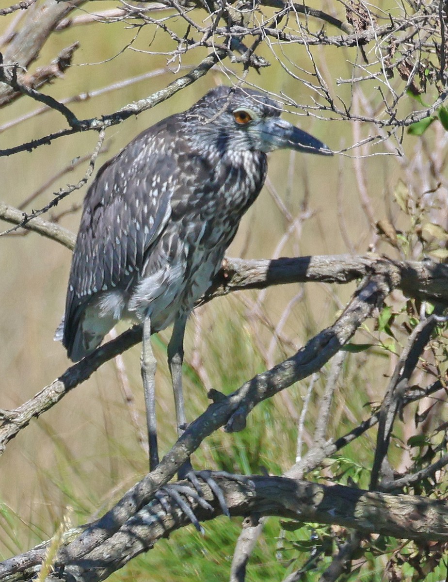 Yellow-crowned Night Heron - ML641092160