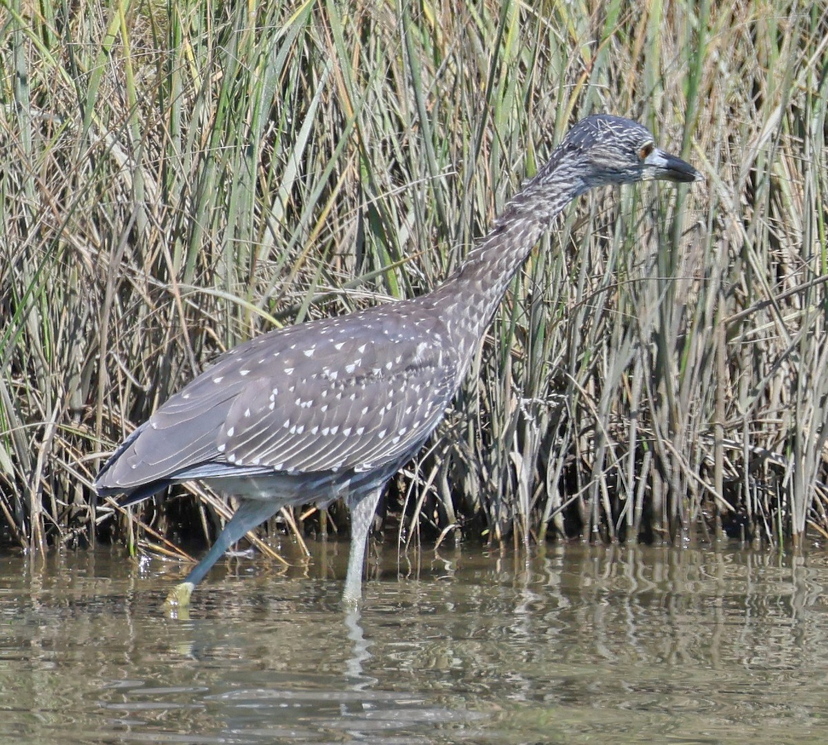 Yellow-crowned Night Heron - ML641092161