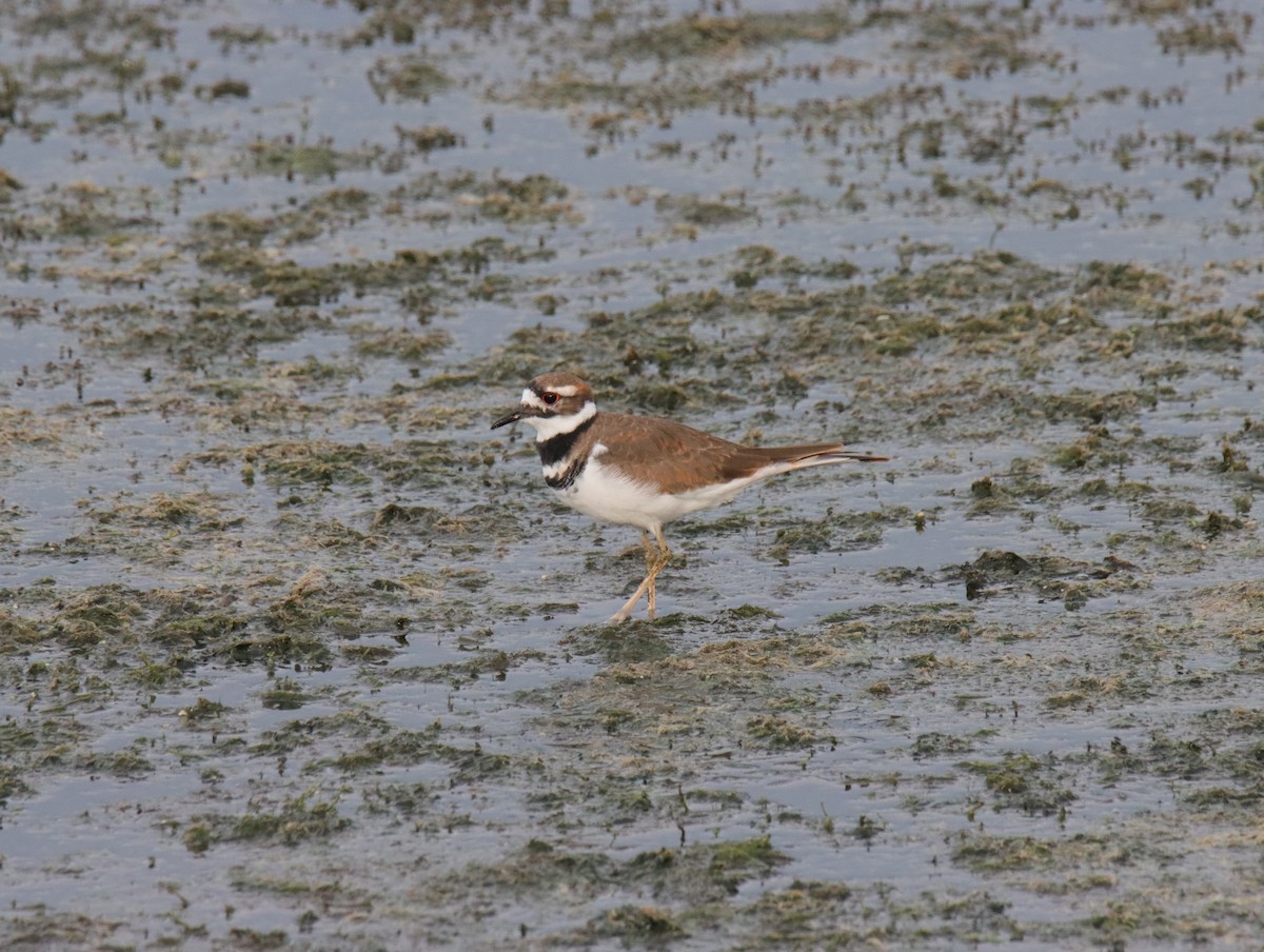 Killdeer - ML641092165
