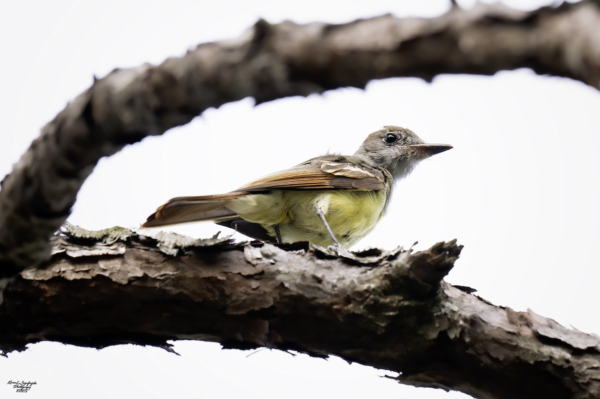 Great Crested Flycatcher - ML641092178