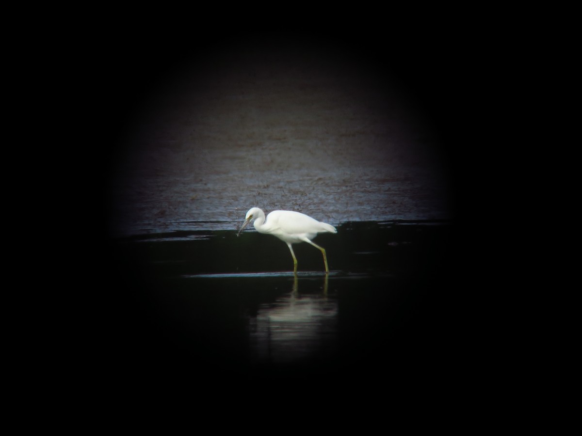 volavka modrošedá - ML641092185