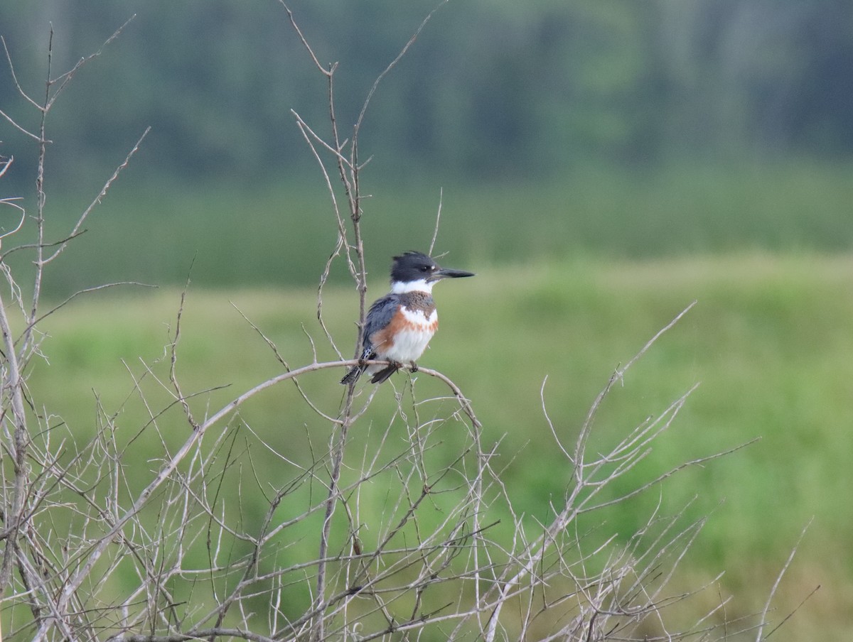 Belted Kingfisher - ML641092191