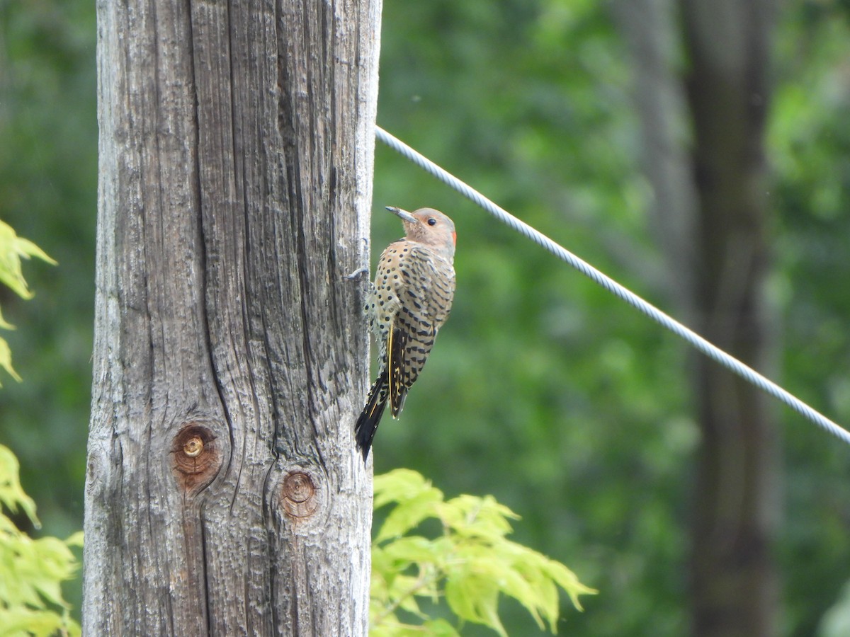 Northern Flicker - ML641092195