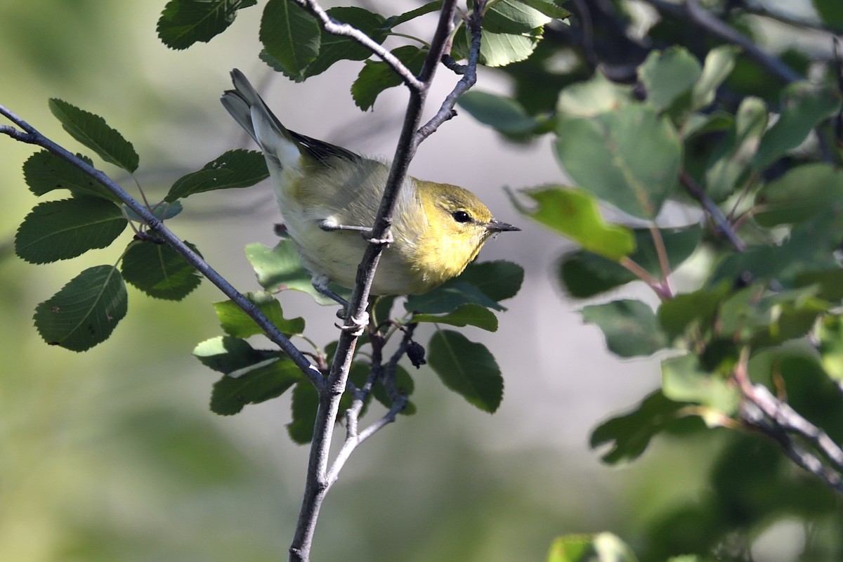 Tennessee Warbler - ML641092209