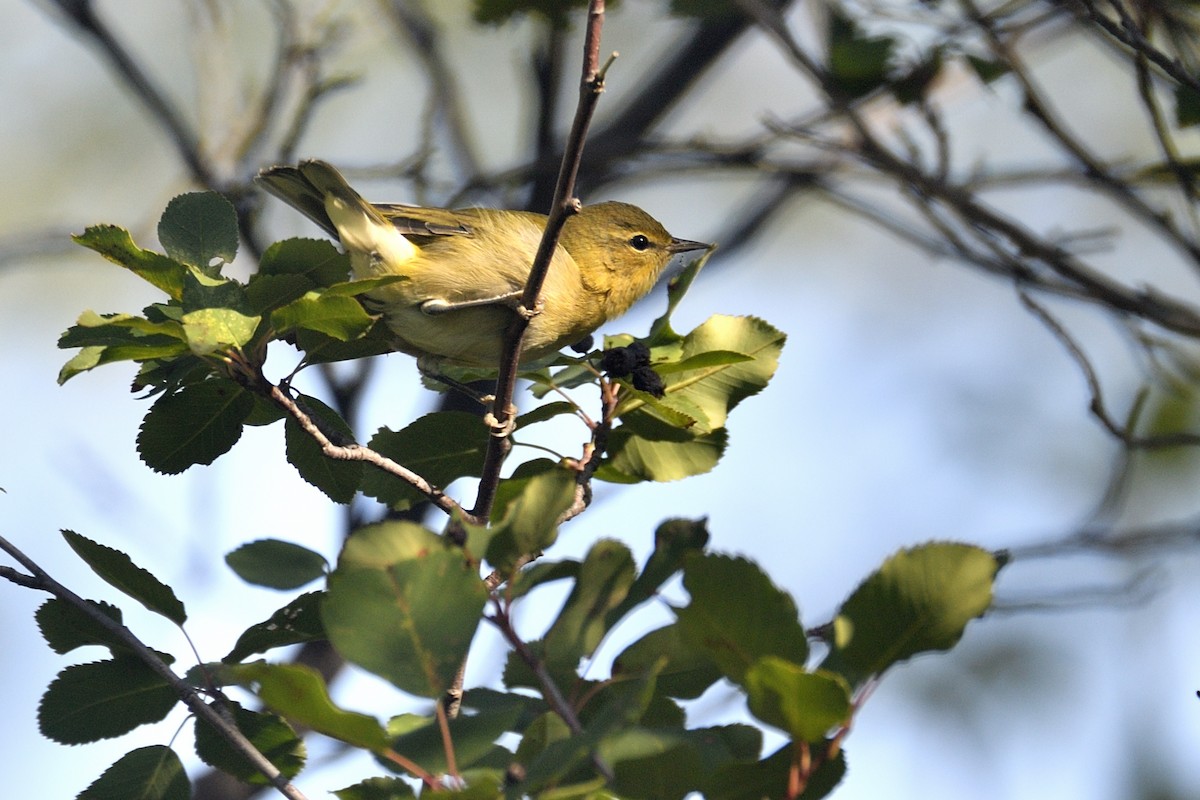 Tennessee Warbler - ML641092211