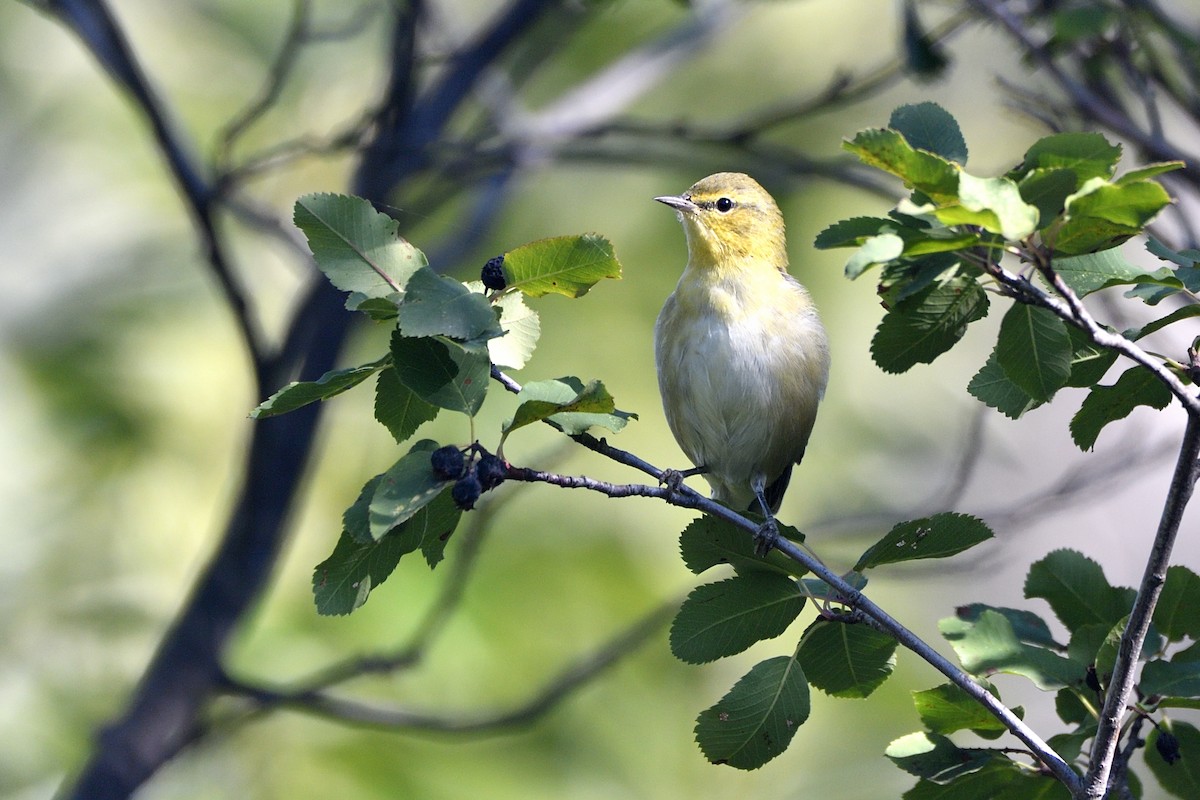 Tennessee Warbler - ML641092214