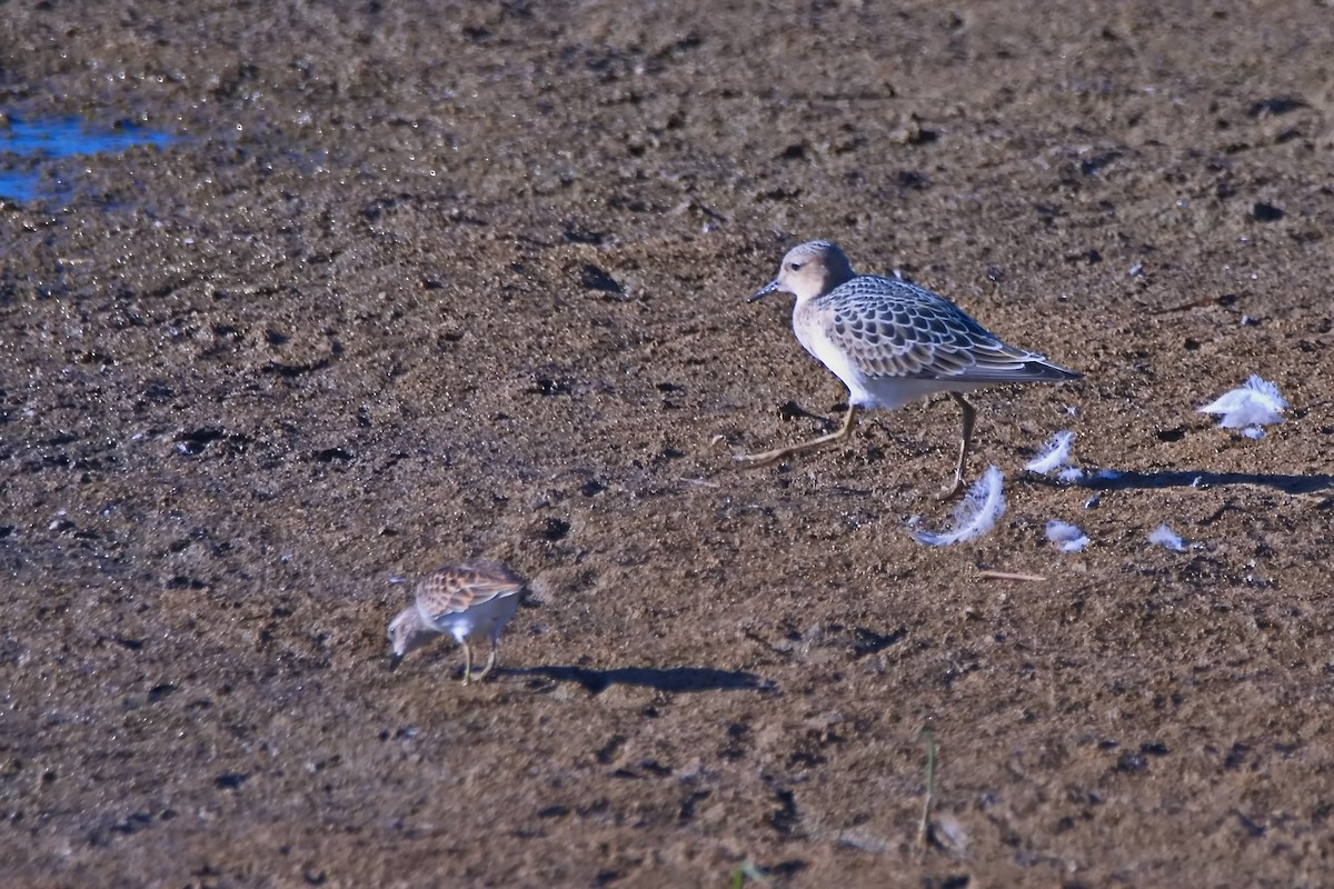 Buff-breasted Sandpiper - ML641092215