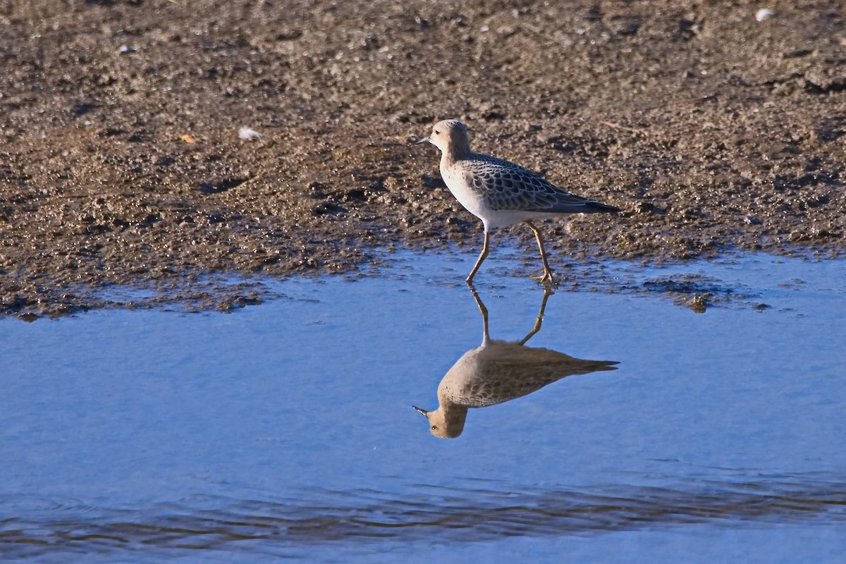 Buff-breasted Sandpiper - ML641092216