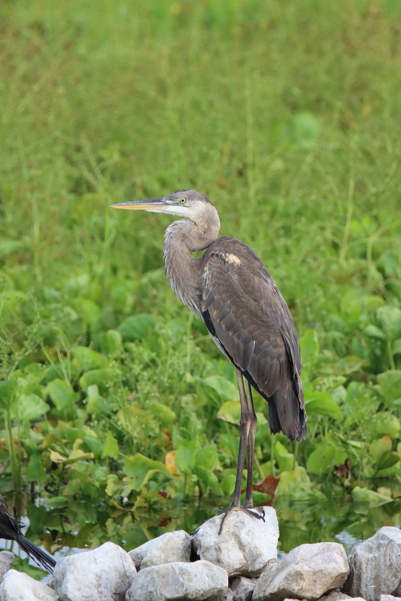 Great Blue Heron - ML641092229