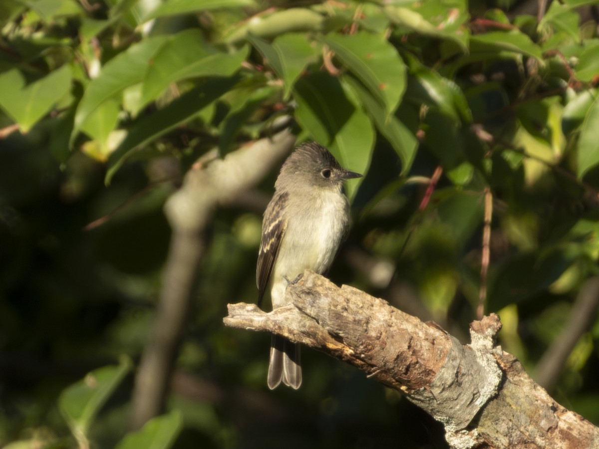 Eastern Wood-Pewee - ML641092234