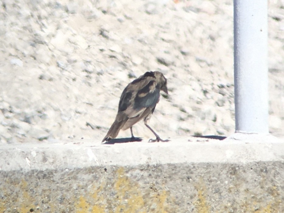 Boz Başlı İnekkuşu - ML641092261