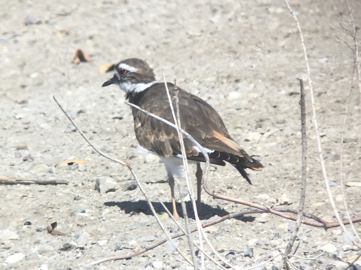 Killdeer - ML641092277