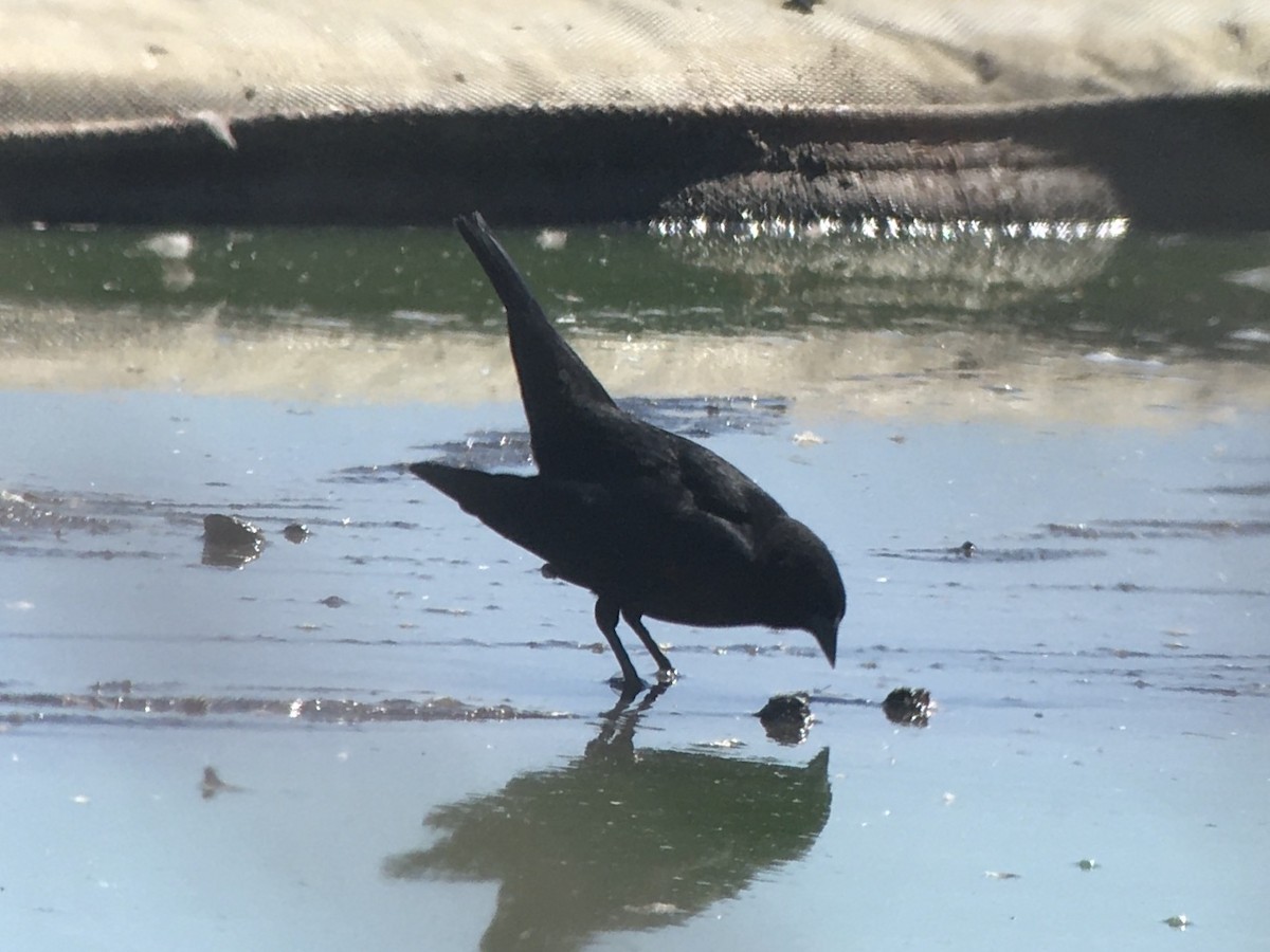 Red-winged Blackbird - ML641092281