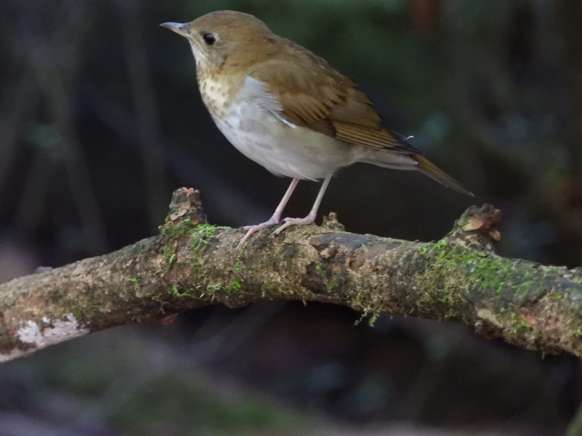 Veery - ML641092282