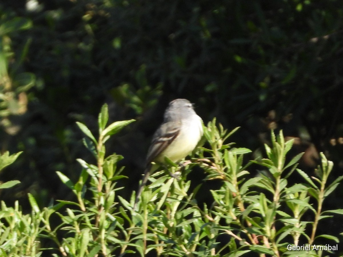 White-crested Tyrannulet - ML641092294