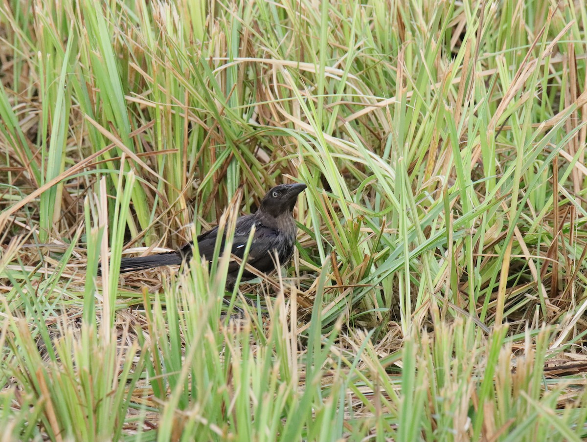Great-tailed Grackle - ML641092317