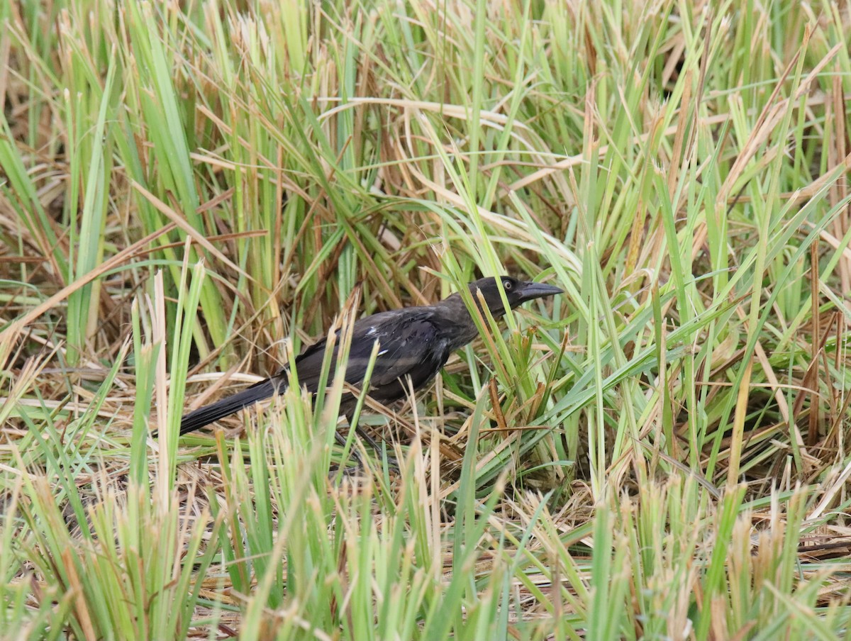 Great-tailed Grackle - ML641092319