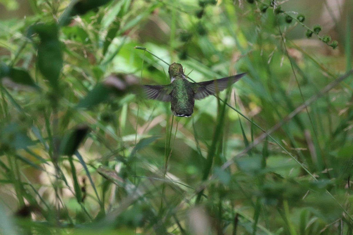 Ruby-throated Hummingbird - ML641092320