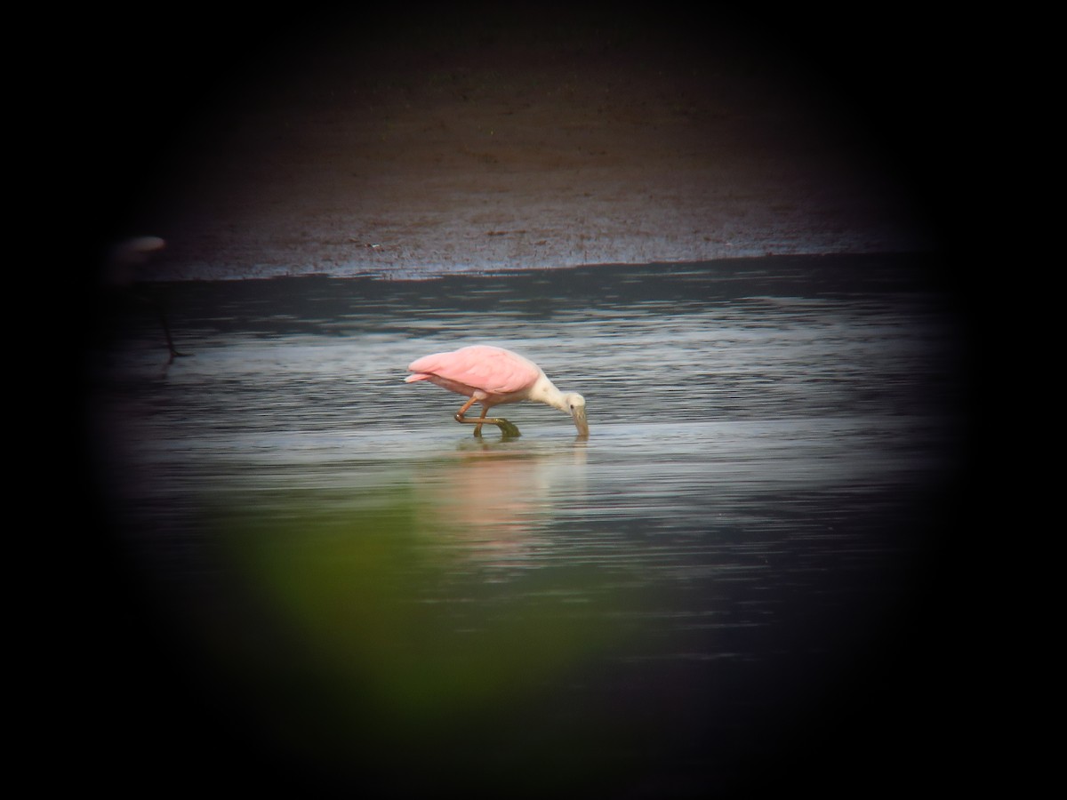 kolpík růžový - ML641092330