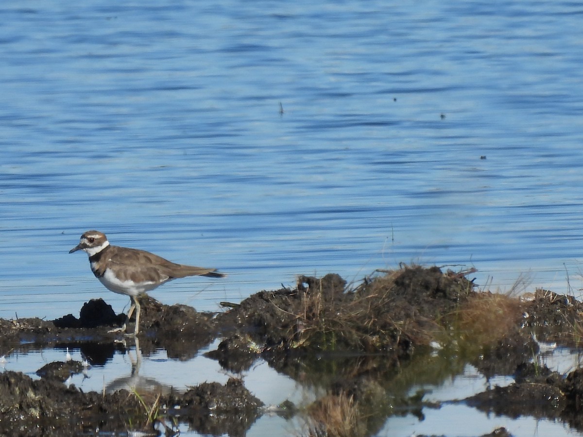 Killdeer - ML641092347