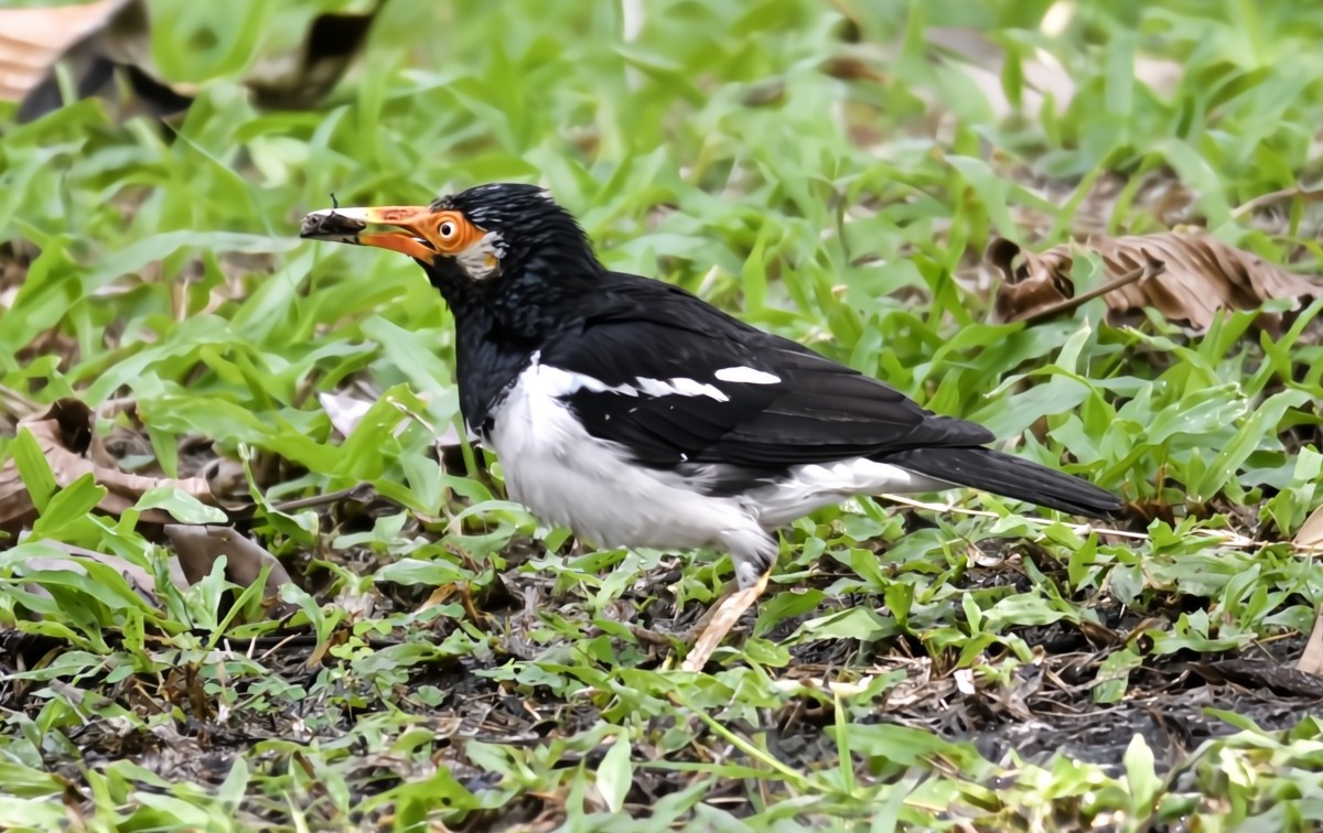 Siamese Pied Starling - ML641092363